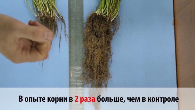 Башинком. 30 лет побед смотреть онлайн