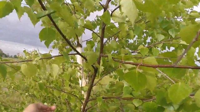 Как поймать майского жука, видео rybachil.ru смотреть онлайн