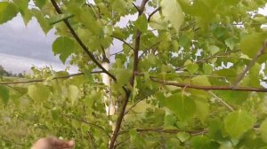 Как поймать майского жука, видео rybachil.ru