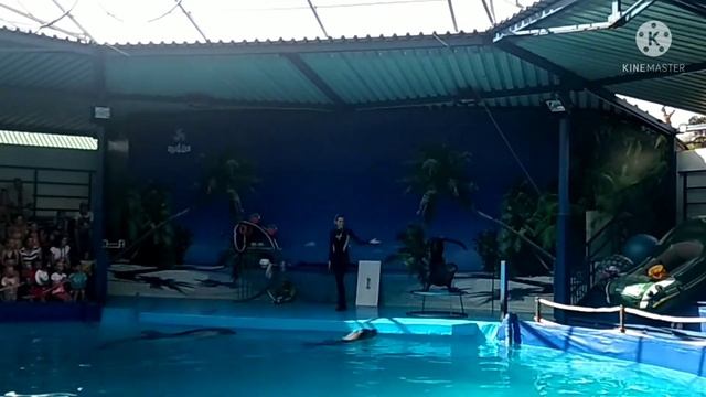 Дельфинарий в Кабардинке/Море штормит смотреть онлайн