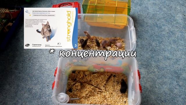 Обработка грызунов от паразитов смотреть онлайн