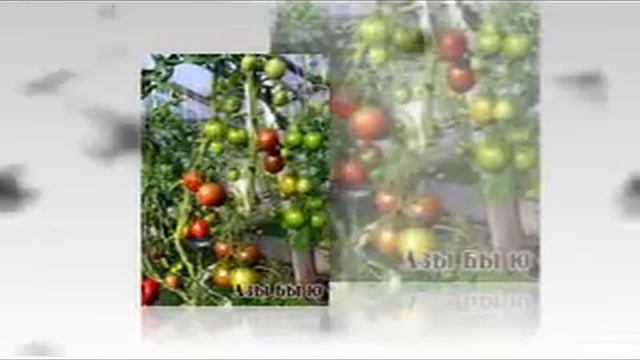 помидоры китайские семена смотреть онлайн