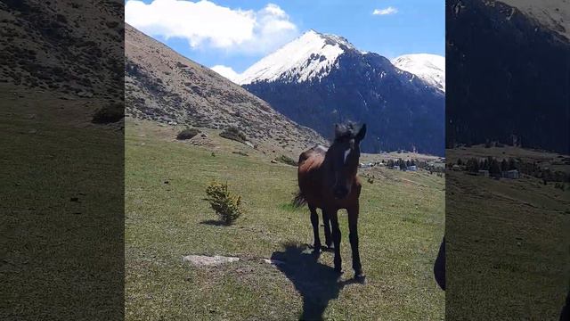 лошади гор #travel #тянь-шань смотреть онлайн
