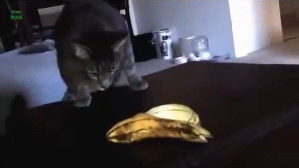 Коты против бананов