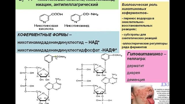 ВИТАМИНЫ 4. Витамин РР - Никотинамид.