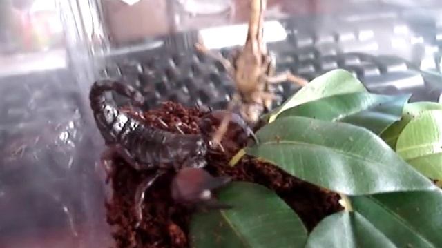 Agressive Pandinus Cavimanus