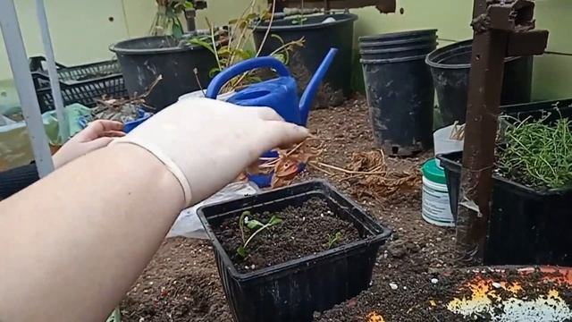 Физалис готовимся к весне? смотреть онлайн