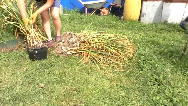 НАШ УРОЖАЙ ЧЕСНОКА. МЫТЬ ИЛИ НЕТ. КАК СУШИТЬ. АНОМАЛЬНО ЖАРКОЕ ЛЕТО. смотреть онлайн