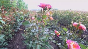 Космическая роза Приер де Сан Косм!