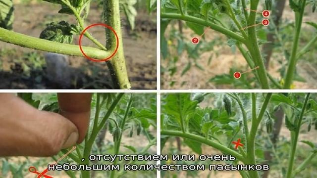 Поэтапная инструкция для начинающих огородников: как правильно пасынковать помидоры в теплице и за. смотреть онлайн