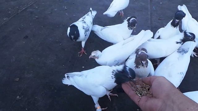 Пискуны бакинцы и обзор головатых в вальере смотреть онлайн