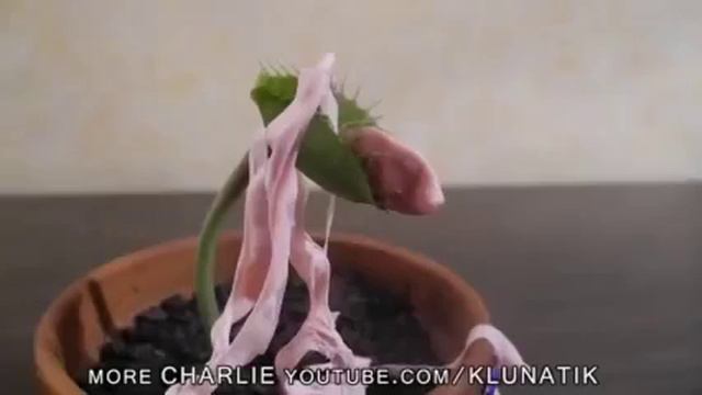 Ростение ест всё смотреть онлайн