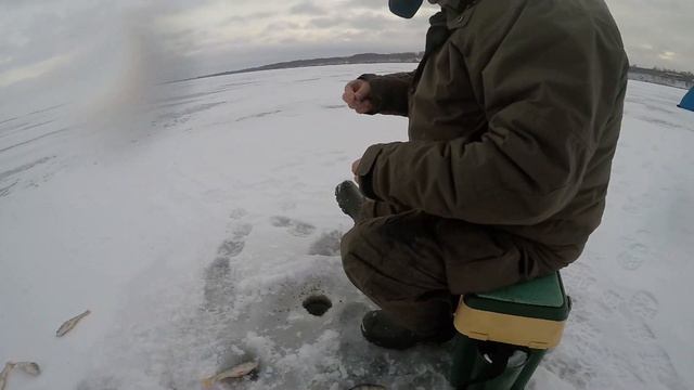 Голодная мелочь съела весь крупняк! Подводная камера. Где недалеко порыбачить? Озеро ИК Омская обл. смотреть онлайн