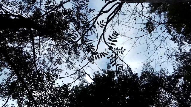 VID 20210831 165746 Падала с грохотом ветвь... Павел Васильев Лахтинский смотреть онлайн