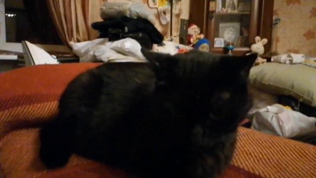 Сушим Лёву после прогулки. смотреть онлайн