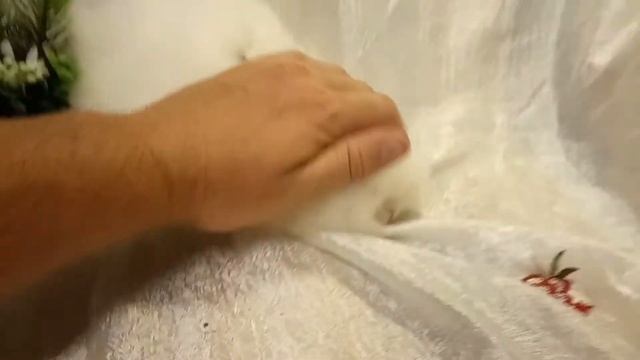 Декоративные кролики породы Русская Ангора смотреть онлайн