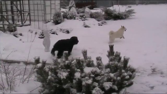 гуляют собаки на зимней дачи смотреть онлайн