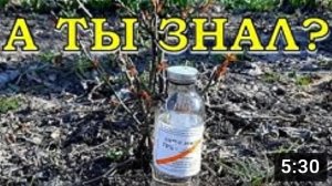 Спасаем РОЗЫ водкой!!!??????