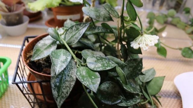 Цветение фиалки ЛЕ - Коко Шанель и хойи Lacunosa Eskimo silver