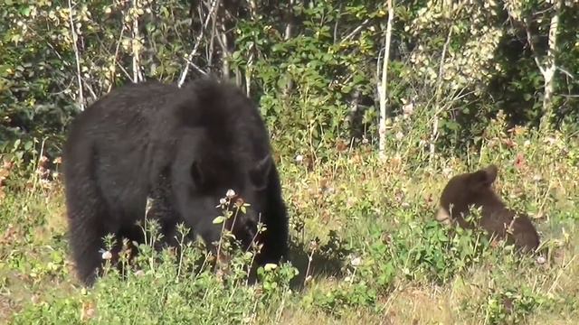 Бурый медведь