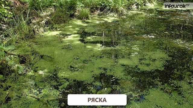 Растения. Группы растений | Окружающий мир 2 класс #40 | Инфоурок смотреть онлайн