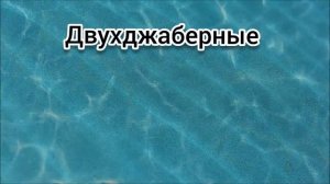 Кто такие Кальмары? Интересные и Малоизвестные факты о Кальмарах!AnyWild!