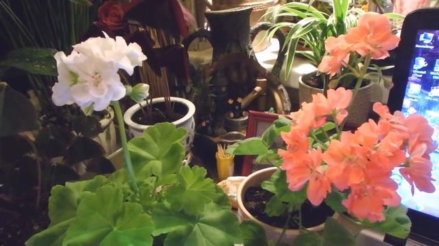 советы начинающим цветоводам, мои ошибки, опыт смотреть онлайн