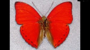 Самые красивые бабочки на Планете. Редкие насекомые. Жизнь в дикой природе.