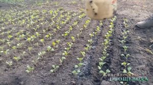 Как подкормить рассаду РАННЕЙ КАПУСТЫ