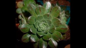 Эониум  уход в домашних условиях, пересадка и выращивание