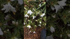 Browallia Speciosa Flowers