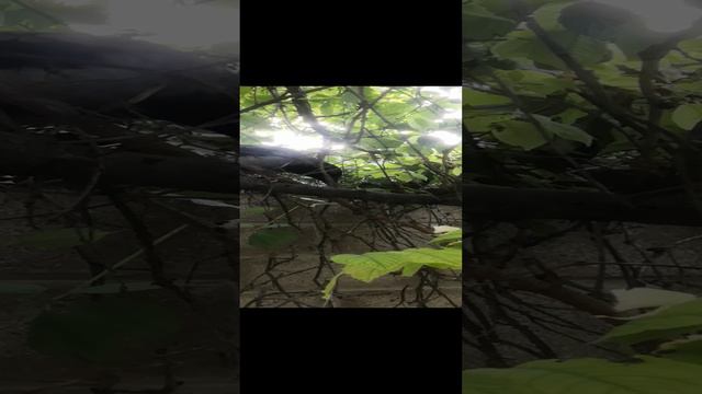 Впервые на дереве.mp4