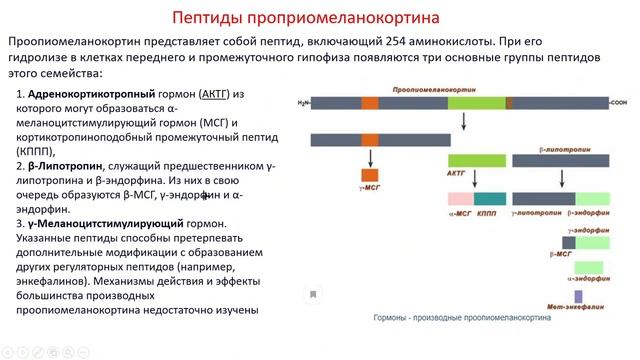 Биохимия. Лекция 25. Гормоны. 2 часть. смотреть онлайн