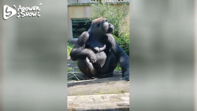 Ouwehands Dierenpark Rhenen смотреть онлайн