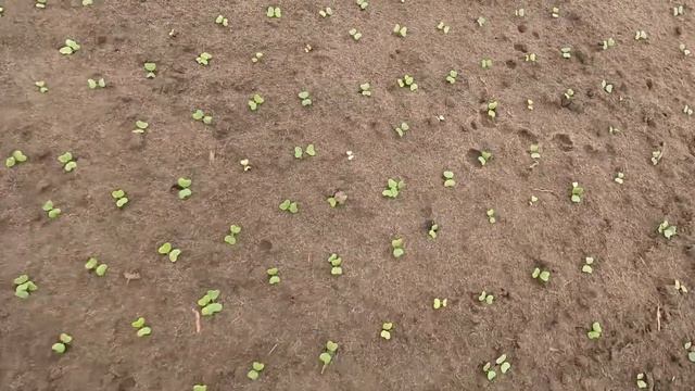 13/21Обзор Редиса Селеста спустя месяц после посева. смотреть онлайн