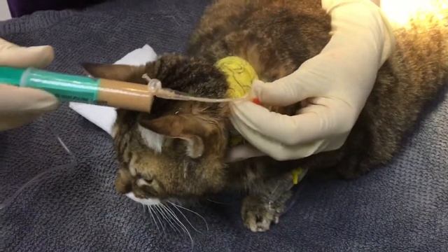 Эзофагостома смотреть онлайн