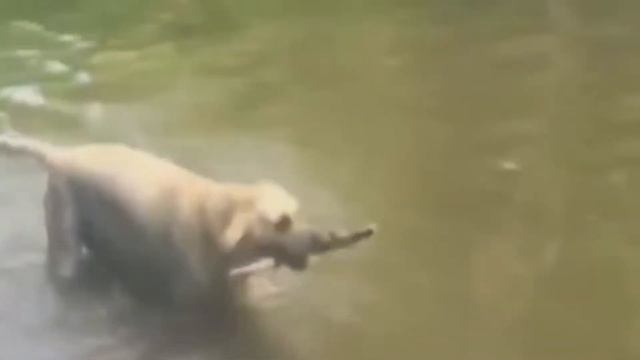 СМЕШНЫЕ ЖИВОТНЫЕ НОЯБРЬ 2019! 🤩 - КОТЫ И СОБАКИ 😹 - ПОЗИТИВ И ХОХОТАЧ! смотреть онлайн