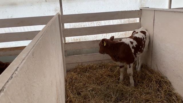 Зимний день на ферме КФХ 