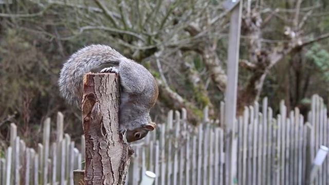 Белка кушает в саду смотреть онлайн