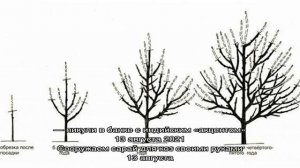 Фото с описанием алычи сорта Найдена