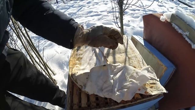 Пчелы - с зимы и до сильной пчелосемьи 19.01.2019 (1 семья)