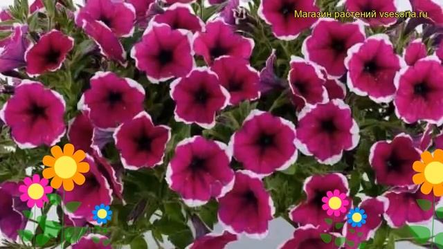 Петуния гибридная крупноцветковая Каскадиас Рим Черри. Краткий обзор Petunia Cascadias Rim Cherry