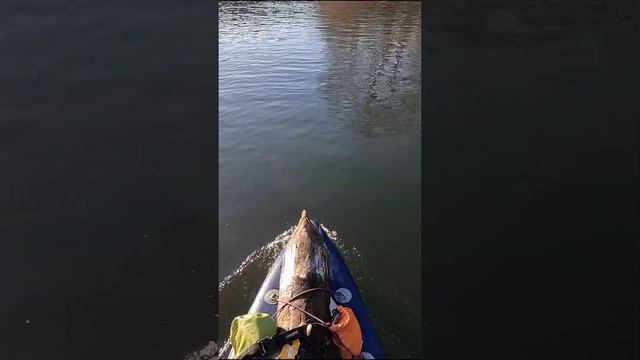 Бревно на САПе