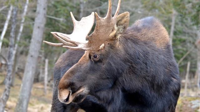Звук лося, крик лося, рёв лося | Moose Sound, Moose Cry, Moose Roar