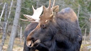 Звук лося, крик лося, рёв лося | Moose sound, moose cry, moose roar