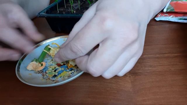 Посев перцев на рассаду! смотреть онлайн