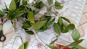 Мучнистый червец. Как он выглядит и методы борьбы