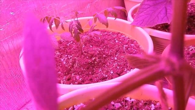 Декабрь. Мой домашний рассадник. Западная Сибирь. смотреть онлайн