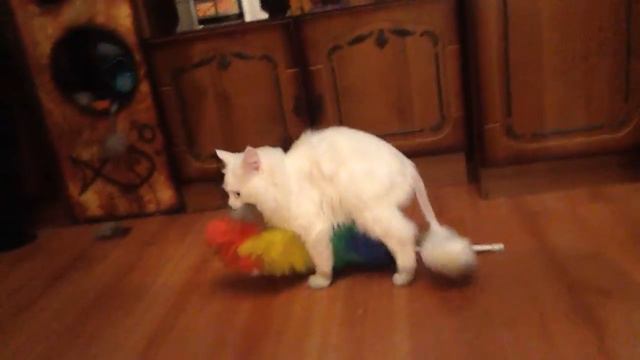 Кот и пипидастр смотреть онлайн