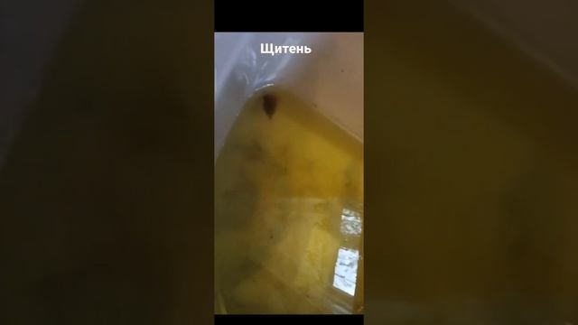 НАШЁЛ ДРЕВНЕГО МОНСТРА?. ЩИТЕНЬ!!! смотреть онлайн